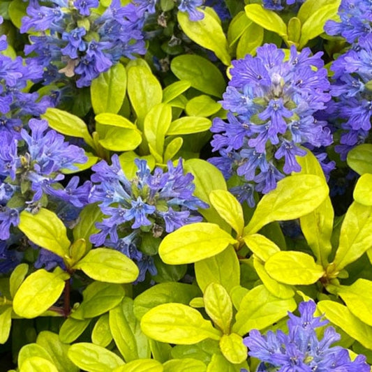 Ajuga Feathered Friends Cordial Canary – evergreen