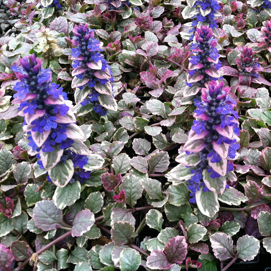 Ajuga reptans Burgundy Glow groundcover plant