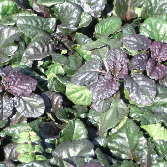 Ajuga Catlin’s Giant groundcover plant