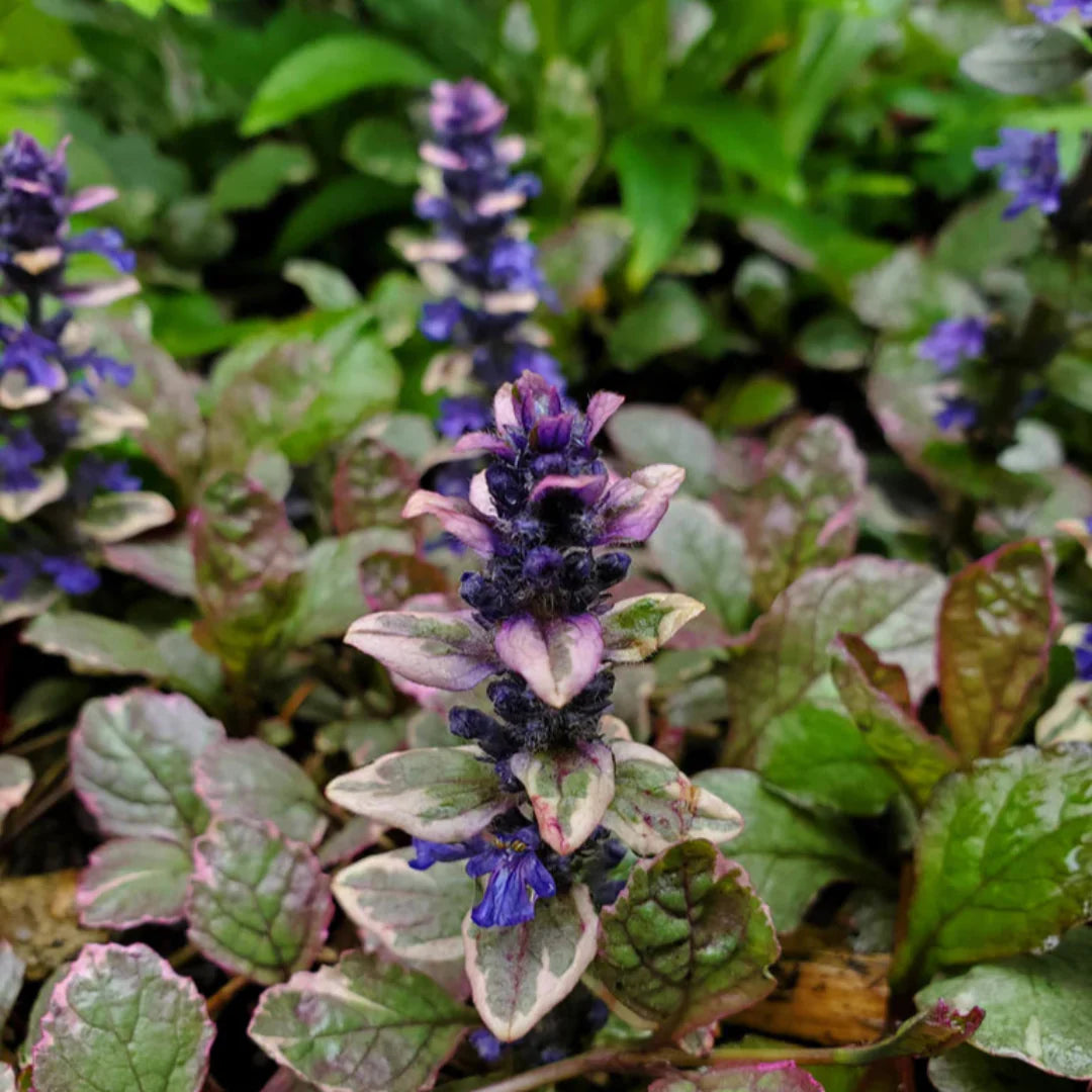 Ajuga reptans Burgundy Glow perennial groundcover