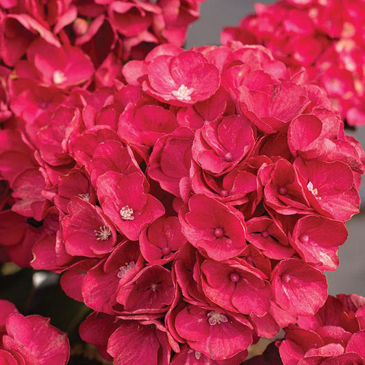 Close-up view of Hydrangea Akadama petals highlighting delicate pink and white shades