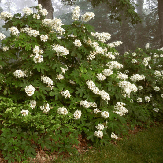 Alice Oakleaf Hydrangea Bush with Large White Flower Clusters in Summer