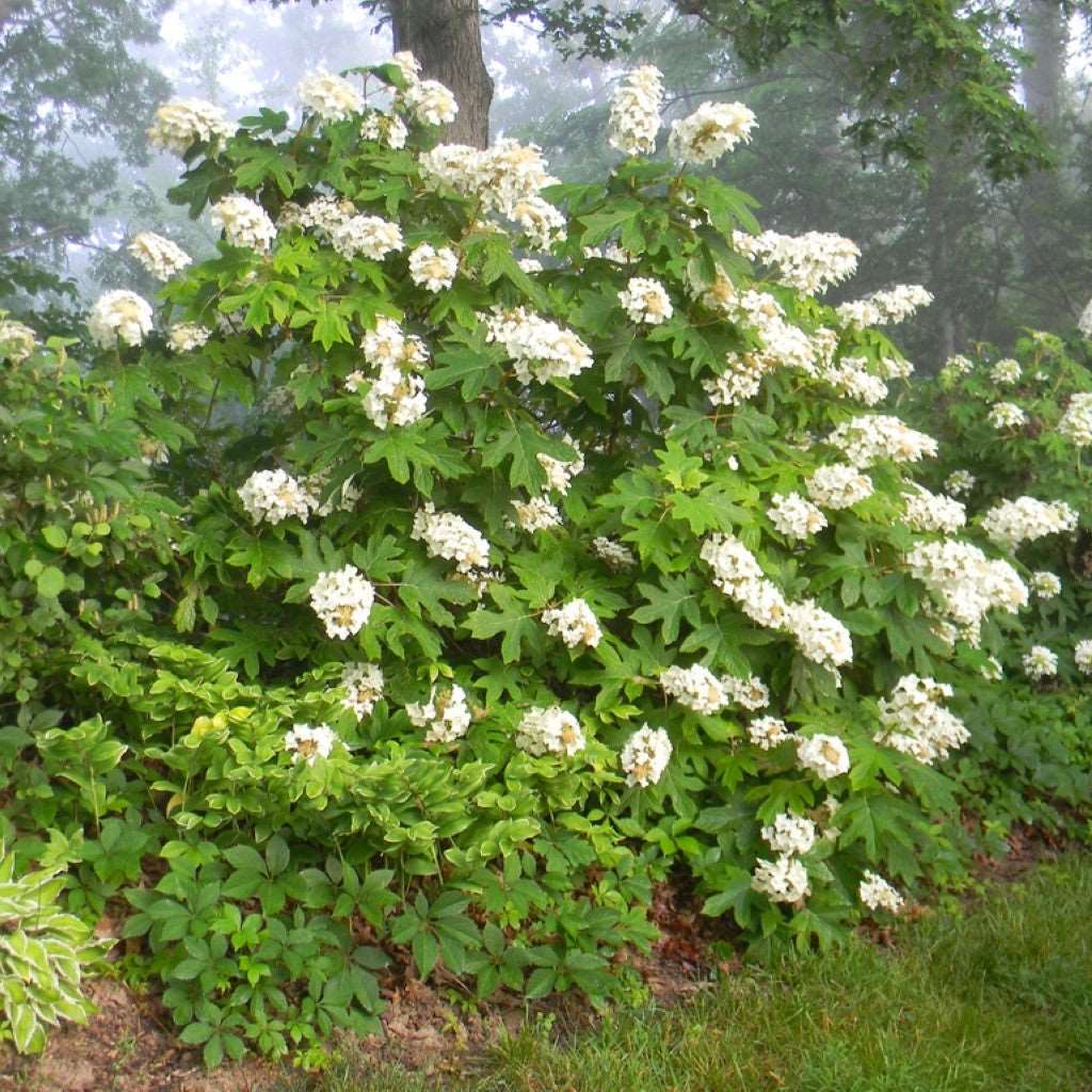 Alice Oakleaf Hydrangea Plant