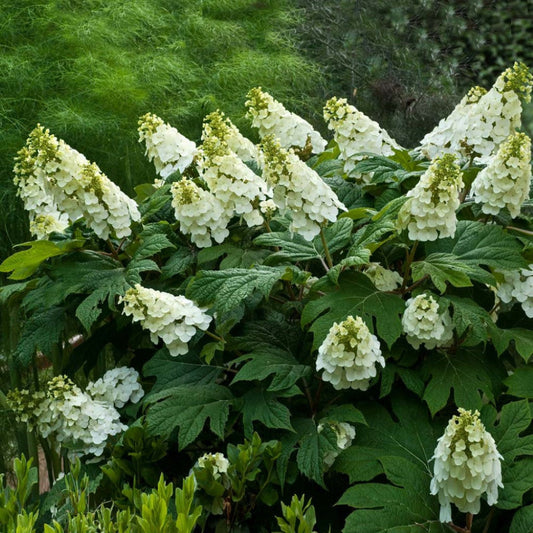 Alice Oakleaf Hydrangea Blooming with Tall Branches and Green Foliage