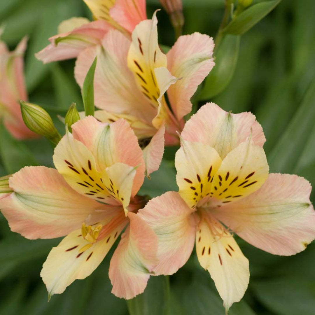 Alstroemeria ‘Inca Ice’ Peruvian lily with soft apricot-pink and creamy yellow blooms