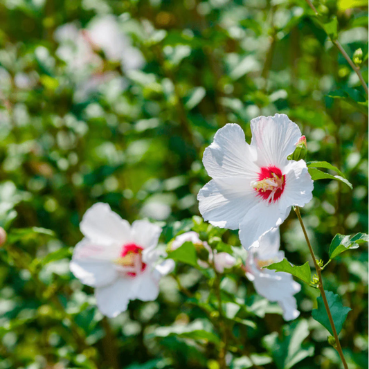 Althea Rose of Sharon flowering shrub with multiple open summer blooms