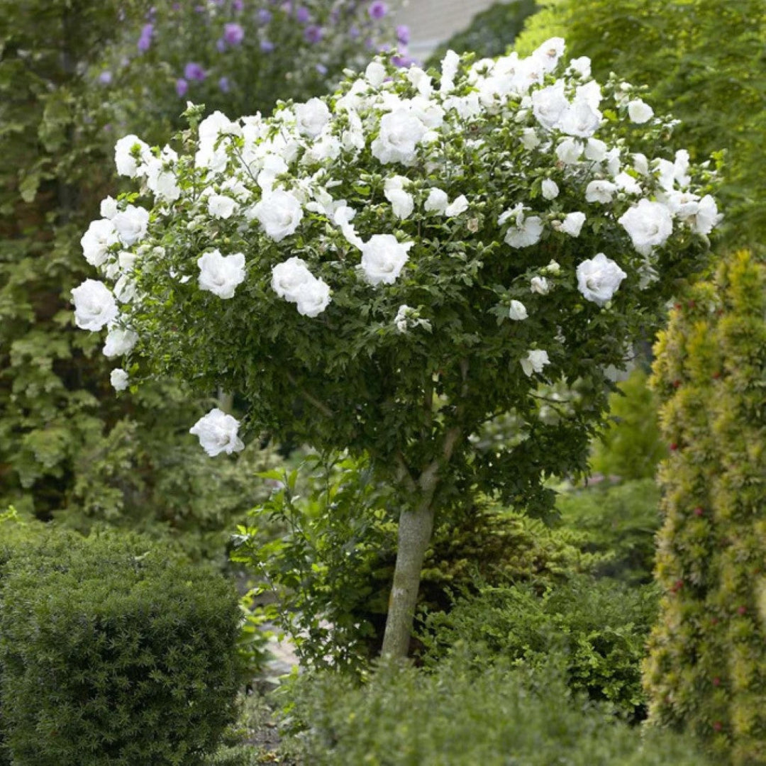 Pure white hibiscus Althea tree for landscape and garden decoration
