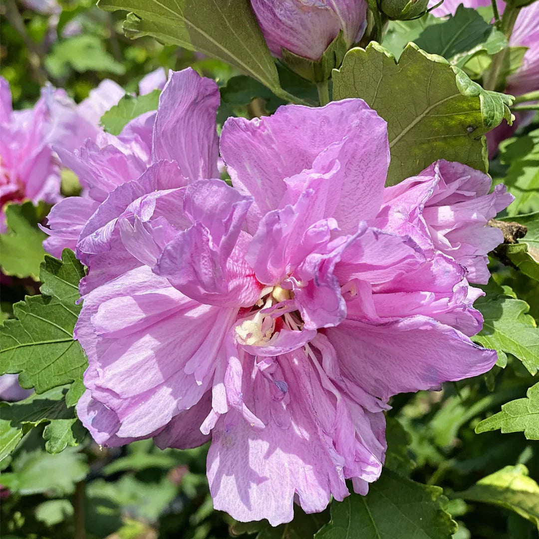 Double Purple Althea Rose of Sharon Tree with Ruffled Flowers