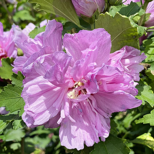 Double Purple Althea Rose of Sharon Tree with Ruffled Flowers