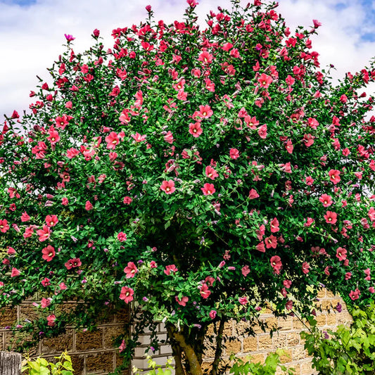 Lucy Red Althea tree form planted along a garden pathway