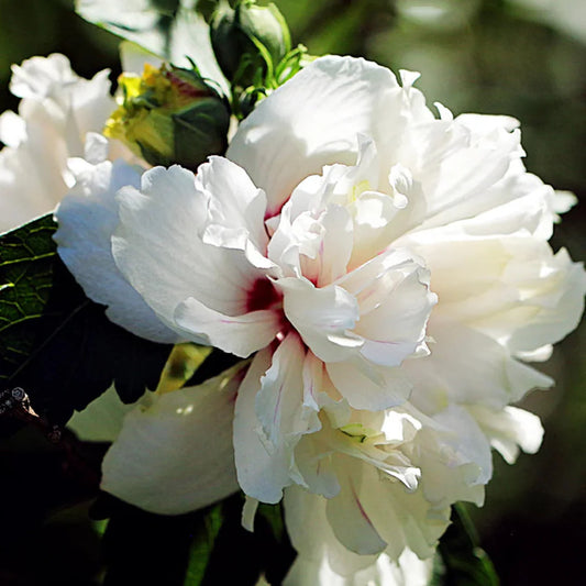 Beautiful white hibiscus flower detail – perfect ornamental plant.