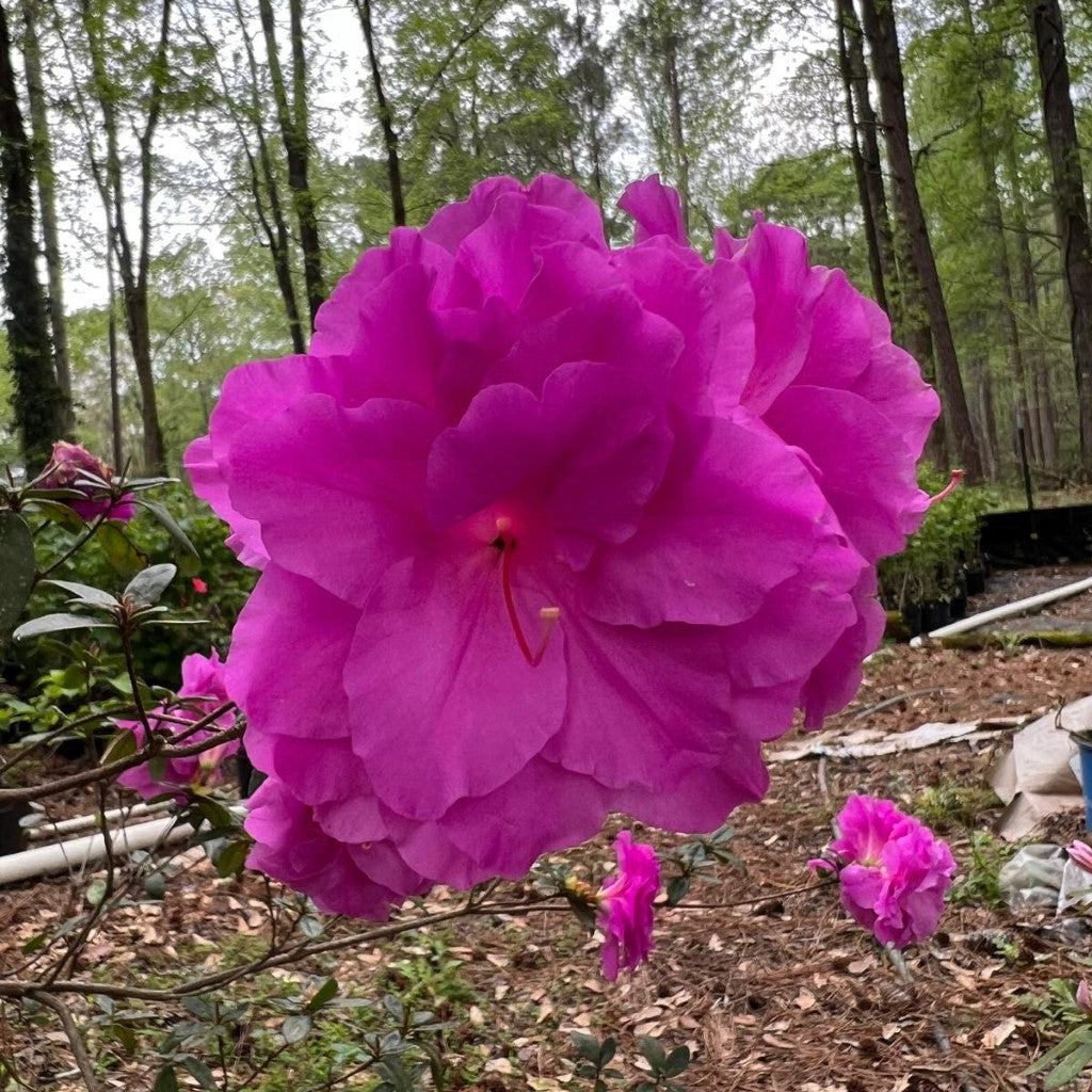 Amelia Rose Azalea flowering shrub with bright pink blooms in garden landscape