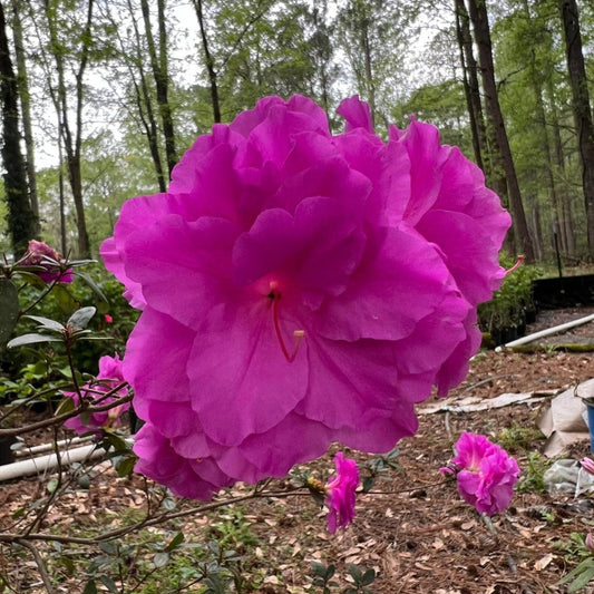Amelia Rose Azalea flowering shrub with bright pink blooms in garden landscape