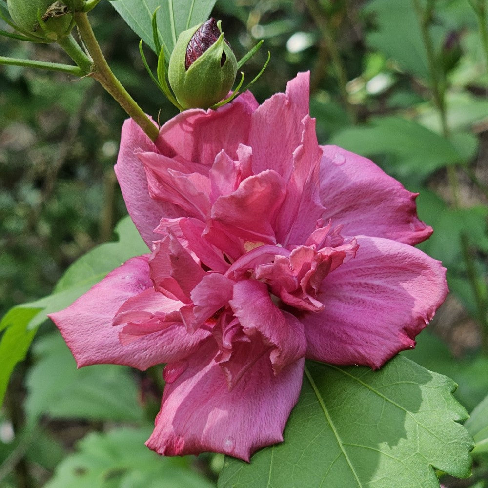Amplissimus Althea flowering tree with rounded crown and pink blooms