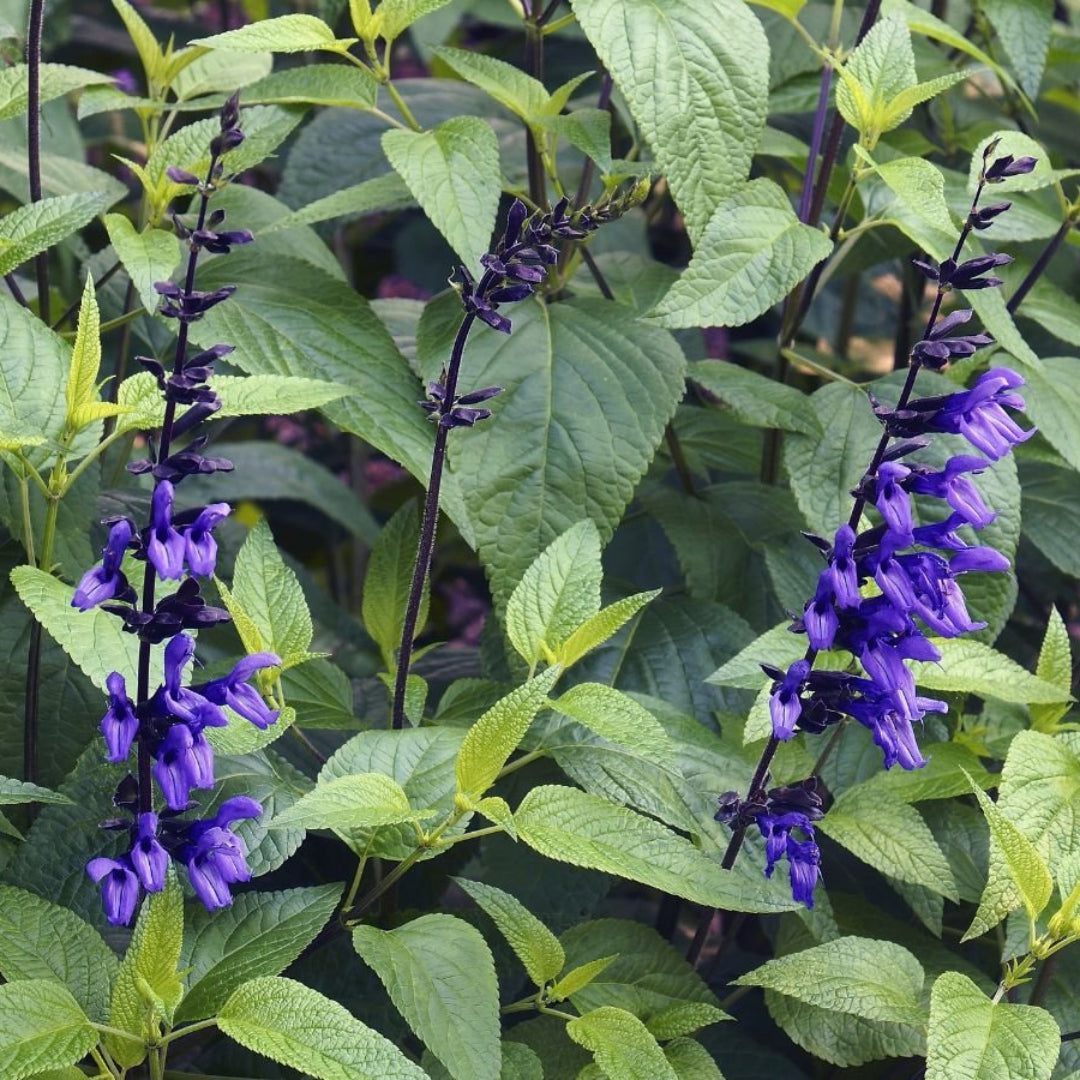 homeandgardensforless.com