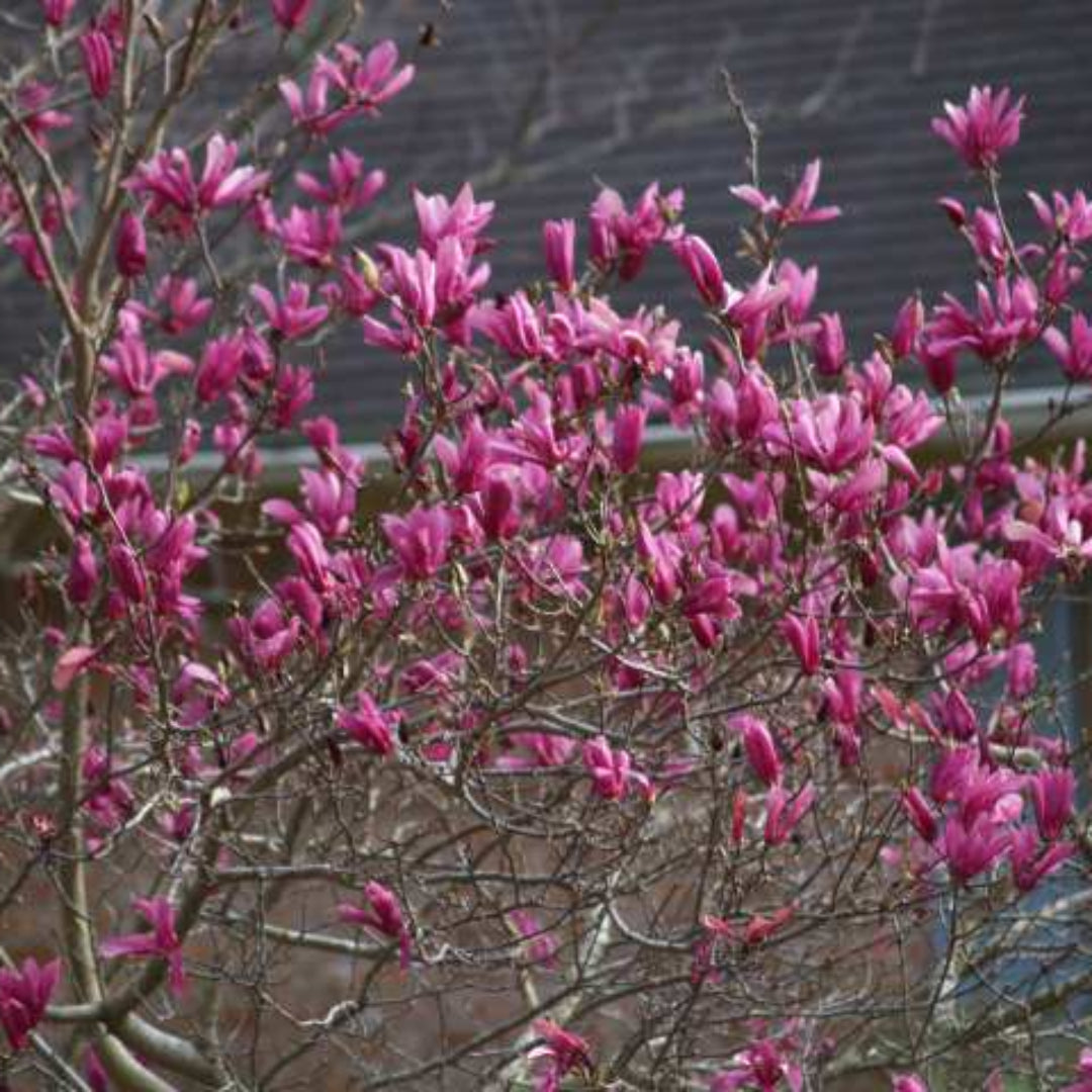 Betty Magnolia Tree flowering ornamental tree