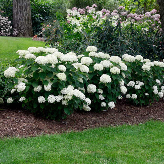 Close-up of Annabelle Hydrangea blooms showing large round white flowers and green foliage