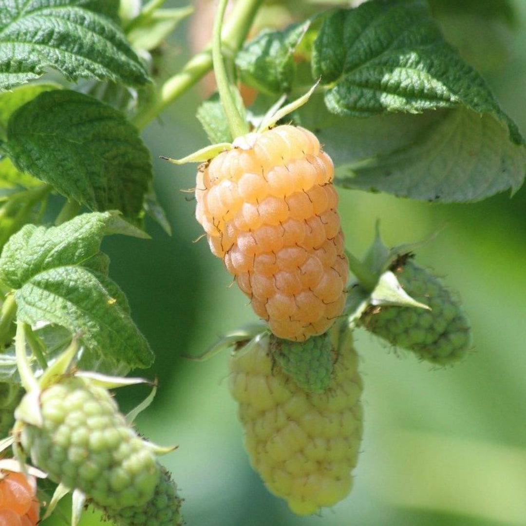 Anne everbearing yellow raspberry producing sweet golden fruit during fall season