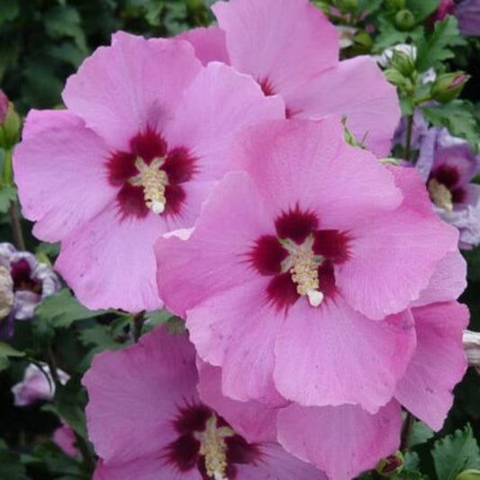 Aphrodite Althea pink blooms