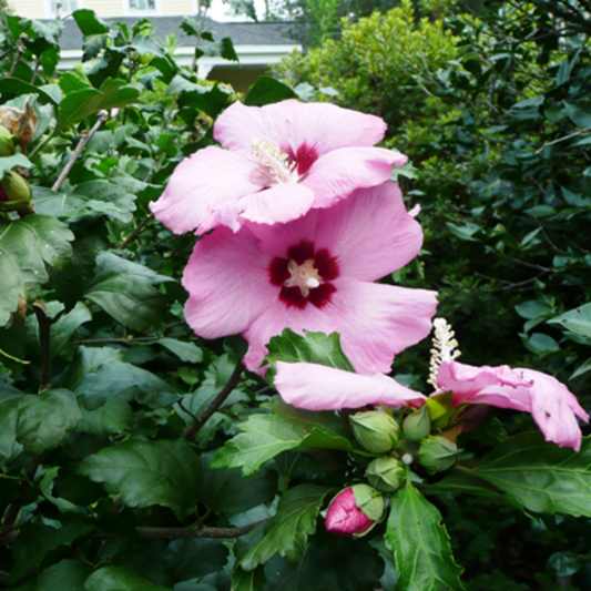 Aphrodite Althea Flowers Blooming in May with Vibrant Pink Petals