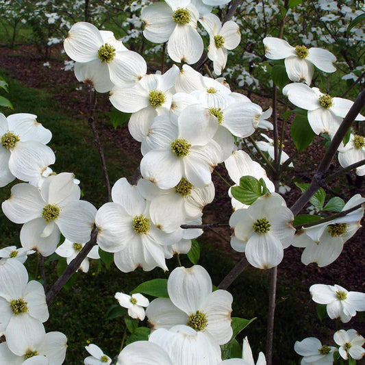 Appalachian Snow Dogwood tree in early bloom