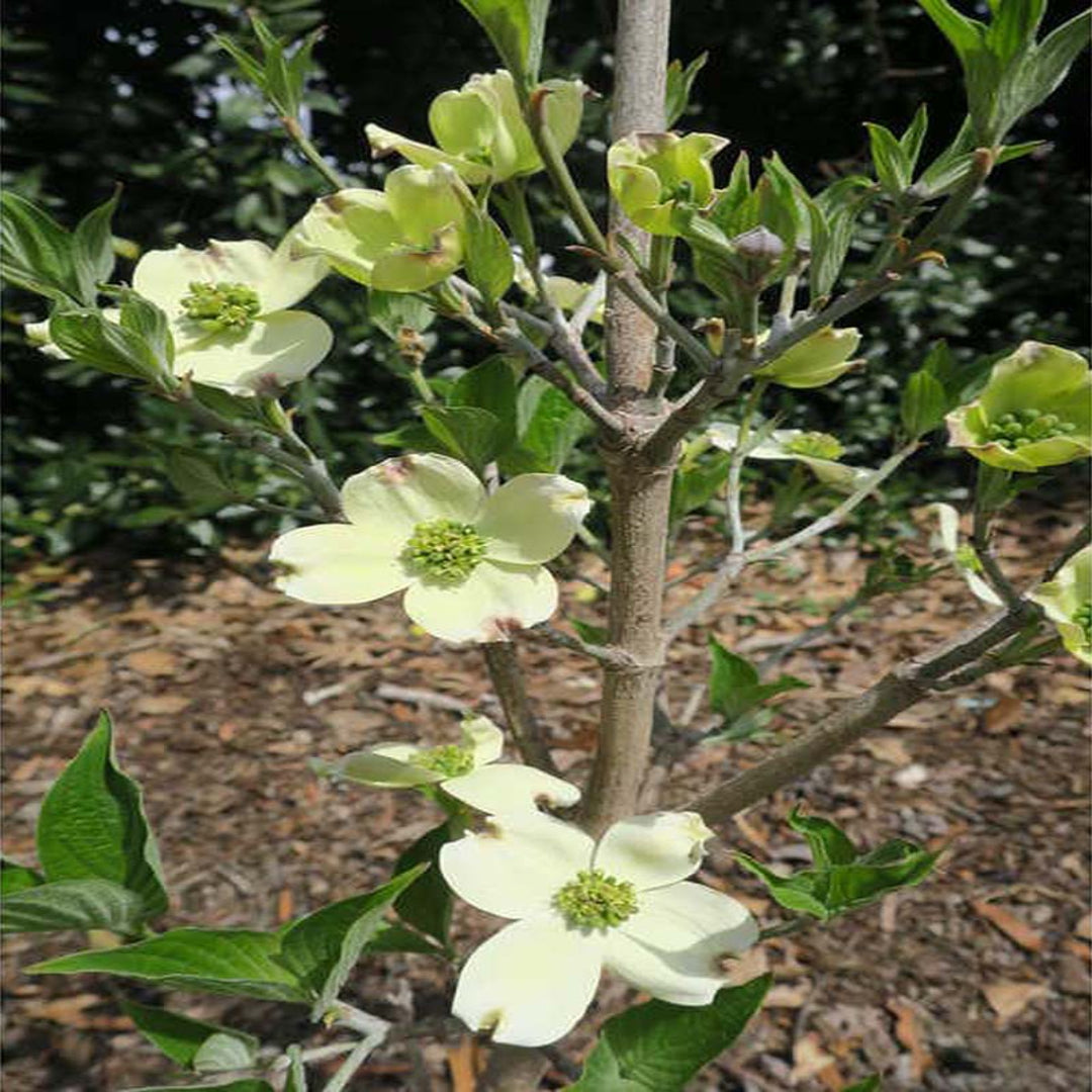 Blooming Appalachian Spring White Dogwood landscape