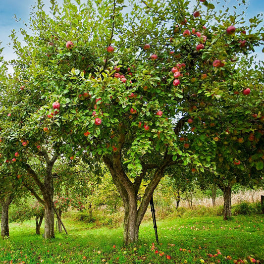 Apple tree planting and care guide for healthy fruit production