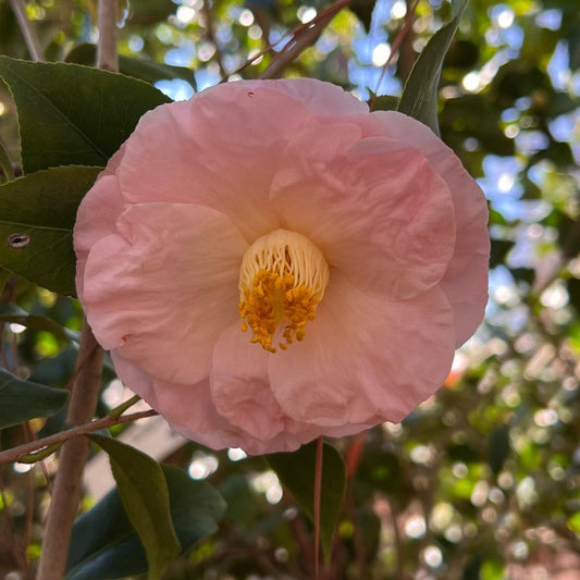Camellia April Blush pink winter flowers cold hardy evergreen shrub