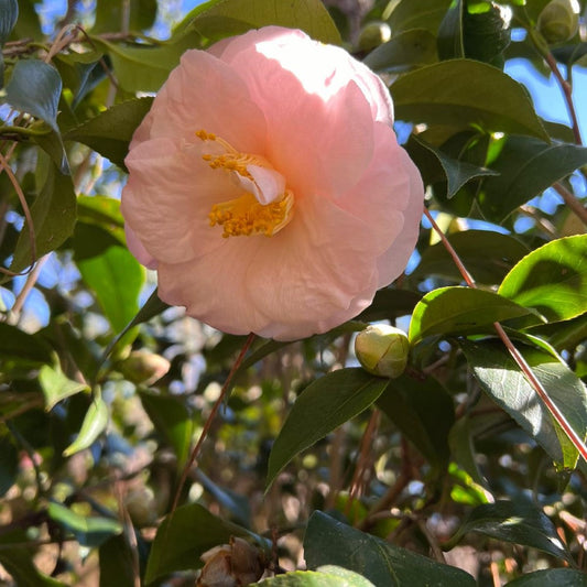 Cold hardy camellia April Blush flowering evergreen plant