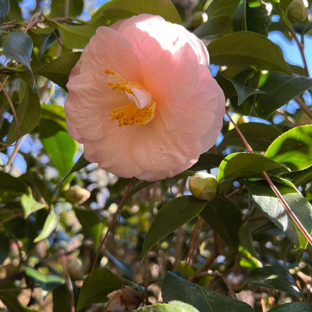 Camellia April Blush