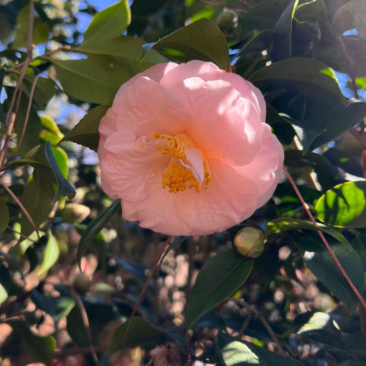 Camellia April Blush shrub with large pink winter flowers