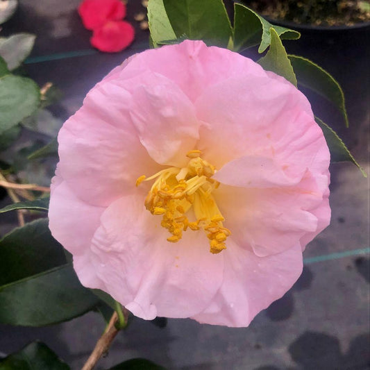 Camellia April Blush shell pink blooms cold hardy variety