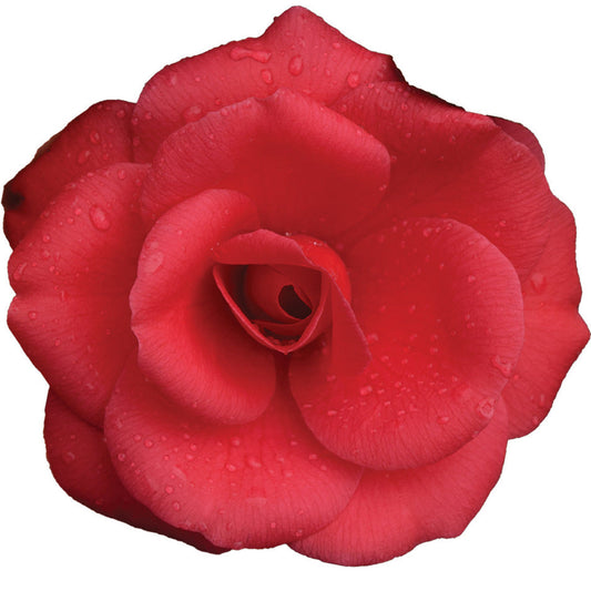 Cold-hardy Arctic Rose Camellia flowering in early spring with bright, full pink blossoms.