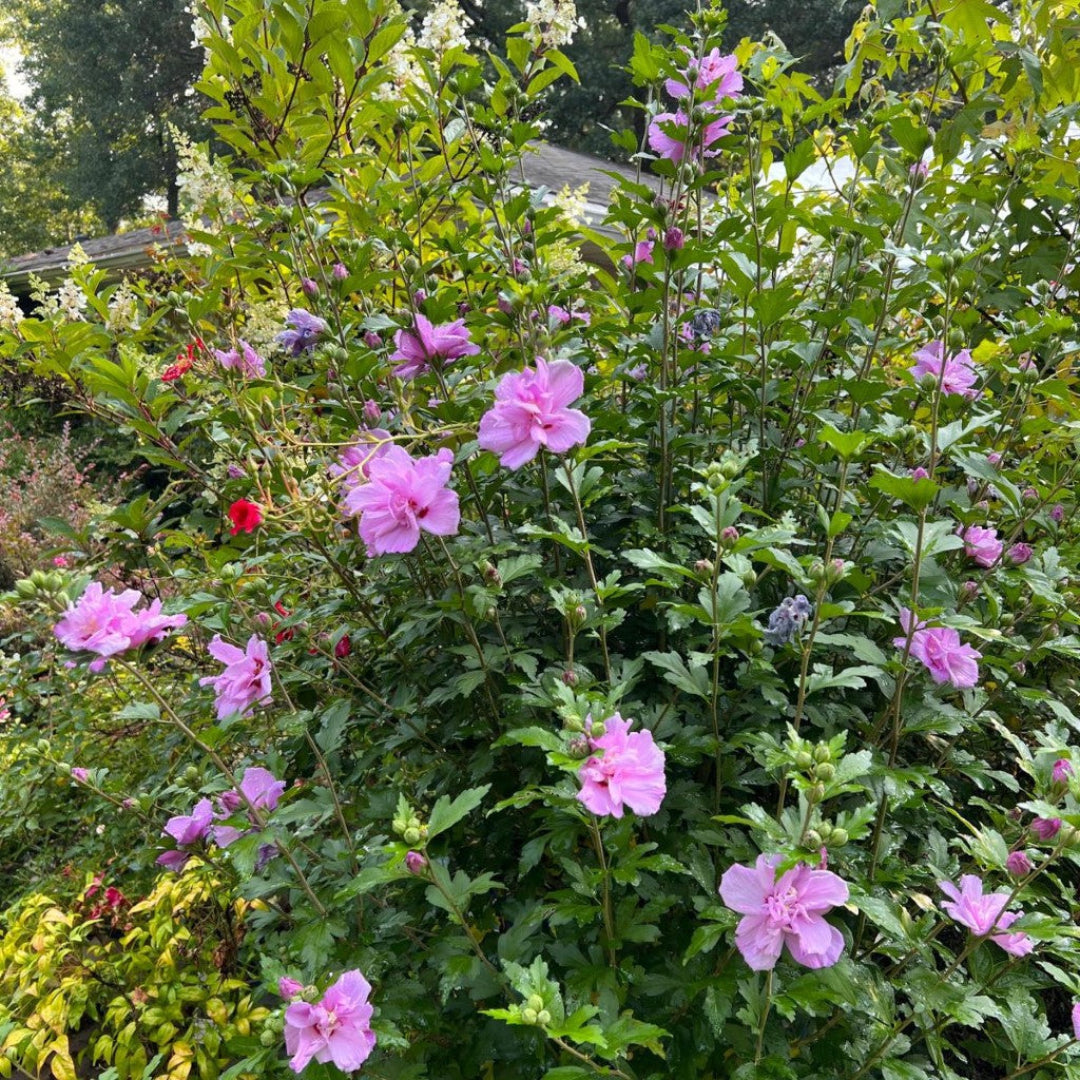 Hibiscus syriacus Ardens – Elegant double purple Althea tree for landscape and patio planting