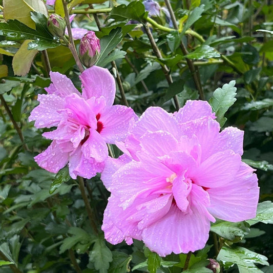 Hibiscus syriacus Ardens – Elegant double purple Althea tree for landscape and patio planting