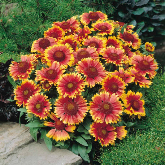 Gaillardia Aristata 'Arizona Sun' Blanket Flower. a Low, Compact Mound of Large Flame-Orange, Daisylike Flowers