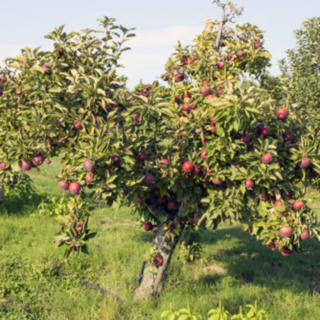 Arkansas Black Apple orchard with ripe apples ready to harvest