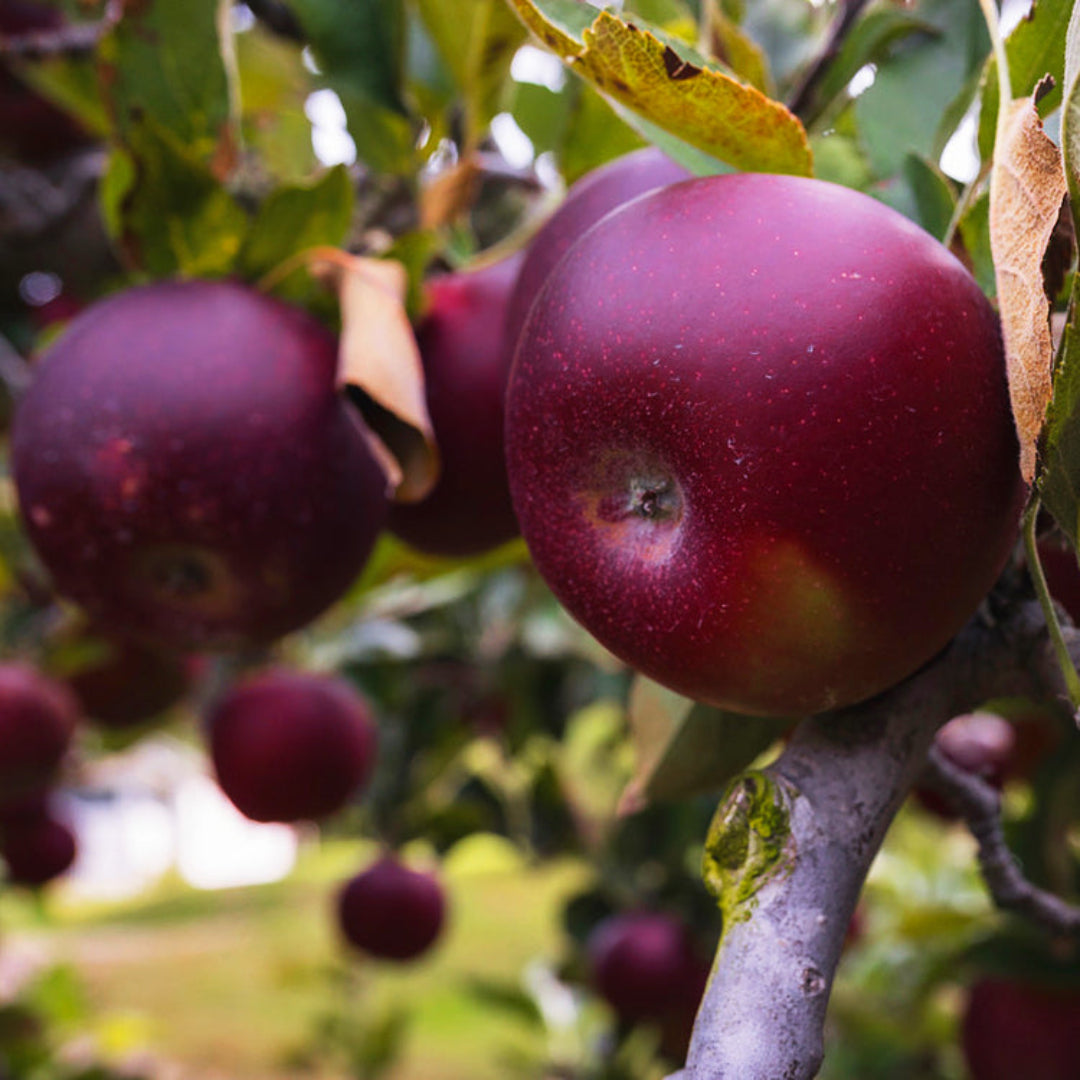 Fresh Arkansas Black Apples collected after harvest season