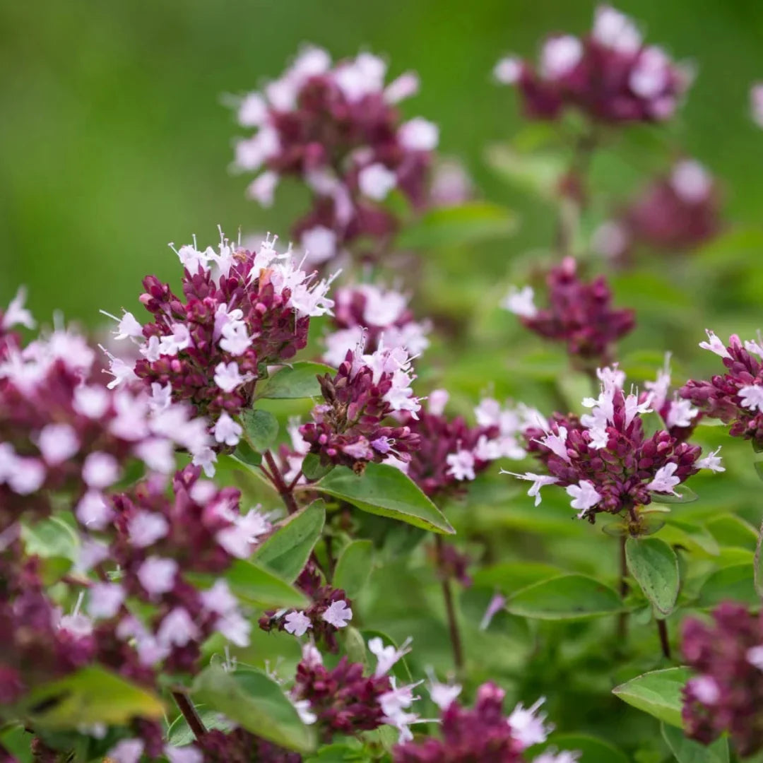 homeandgardensforless.com