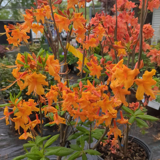 Rhododendron Aromi Sunrise Native Azalea – flowering shrub