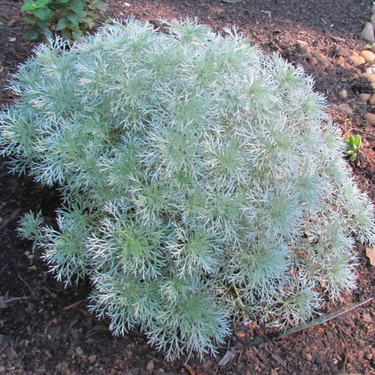 Artemisia schmidtiana ‘Silver Mound’ low mounded plant in garden setting