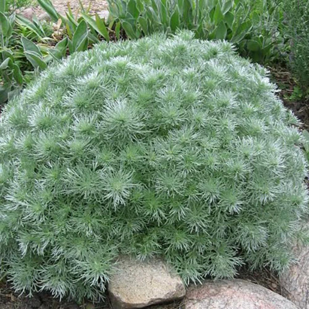 Close-up of Silver Mound wormwood showing delicate silvery foliage