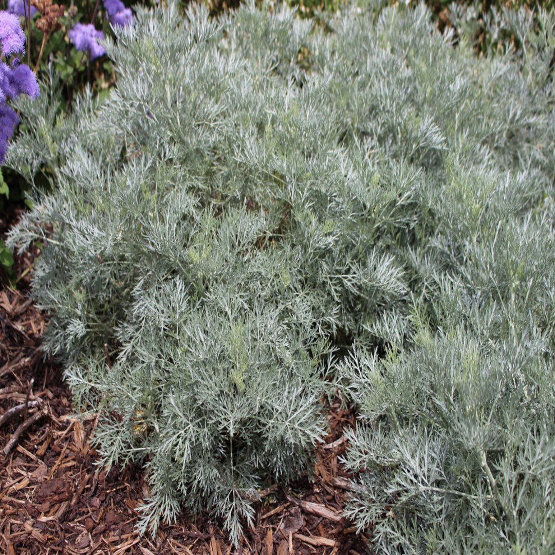 Silver leaf Artemisia Powis Castle outdoor garden plant