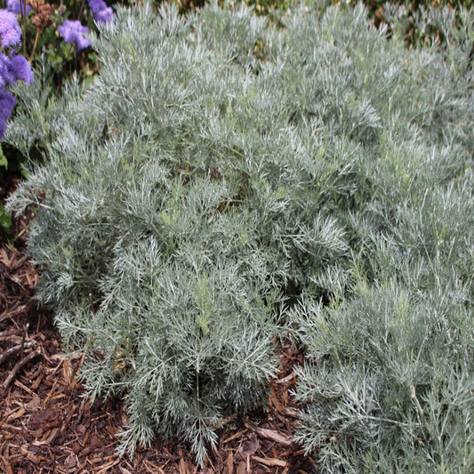 Silver leaf Artemisia Powis Castle outdoor garden plant