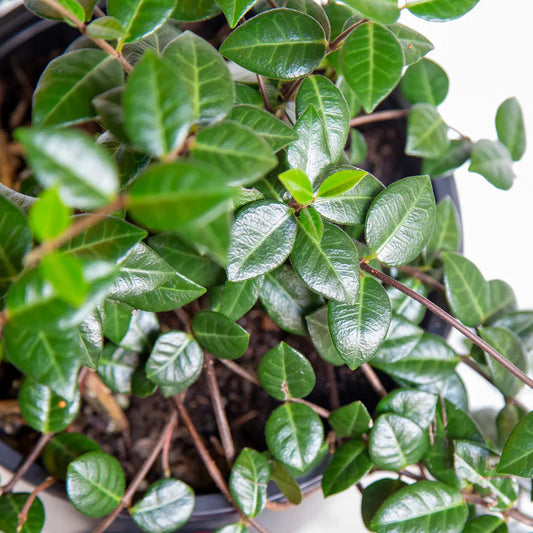 Asiatic Jasmine planting and growing guide