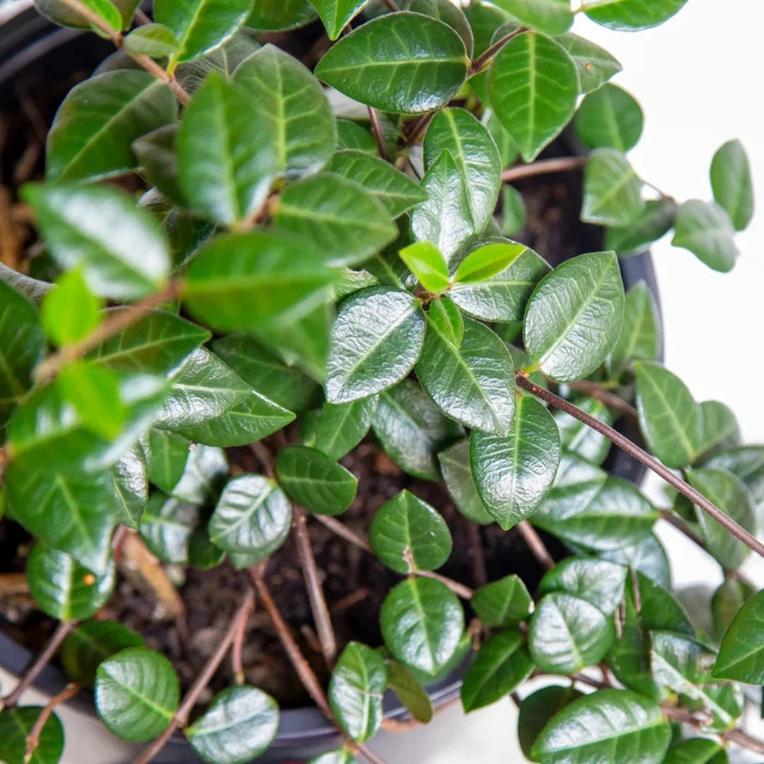 Asiatic Jasmine groundcover with glossy leaves