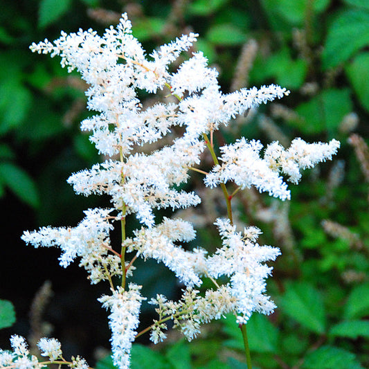 Bridal Veil Astilbe