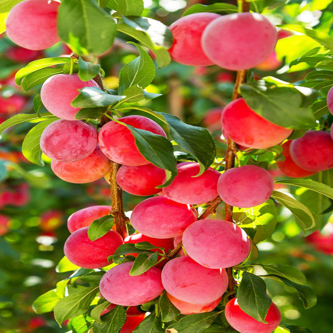 Au Rosa plum tree fruiting branch