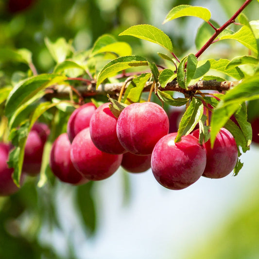 Au Rosa plum tree young plant