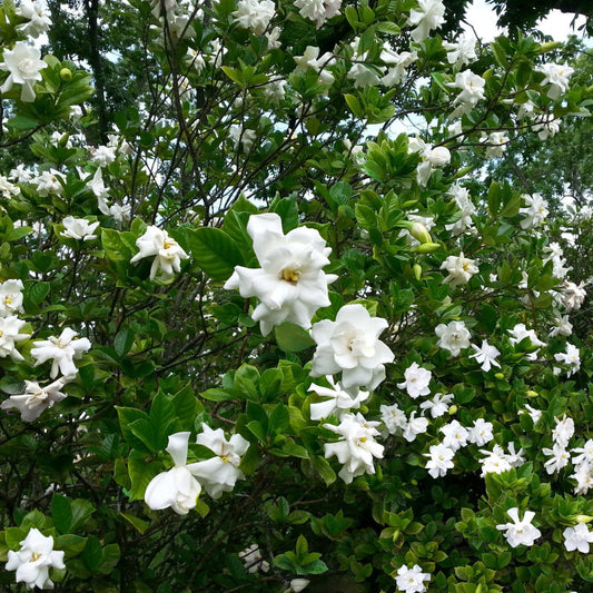 August Beauty Gardenia in full bloom
